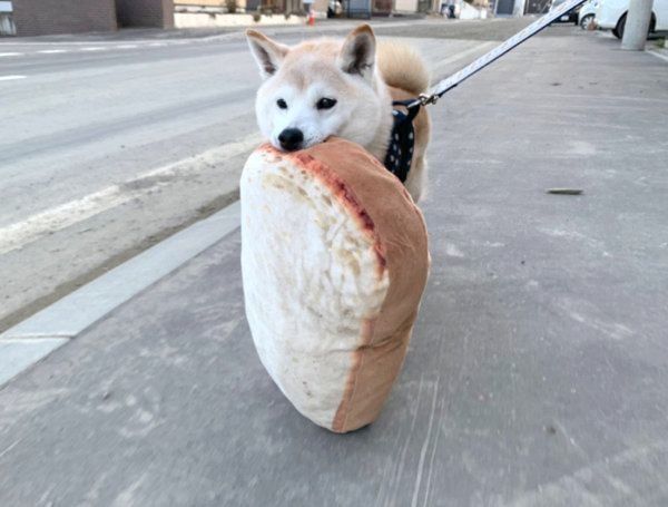パン柄のクッションをくわえてお散歩する小次郎くん