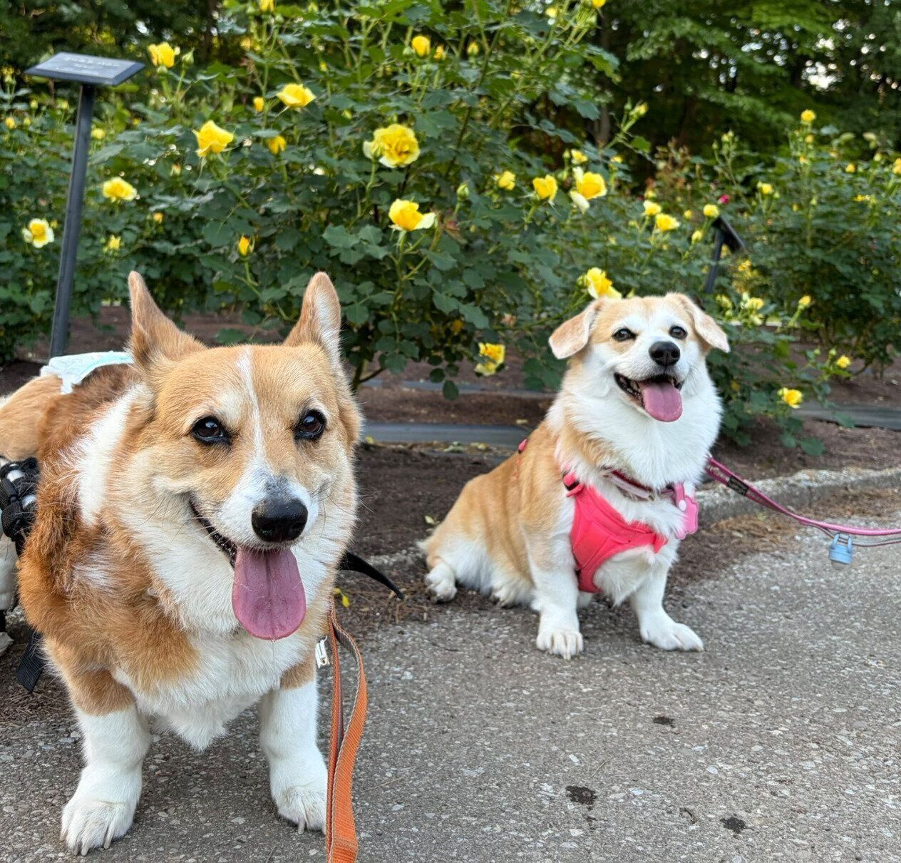 お出かけを楽しむらんちゃん、先住犬・すずちゃん
