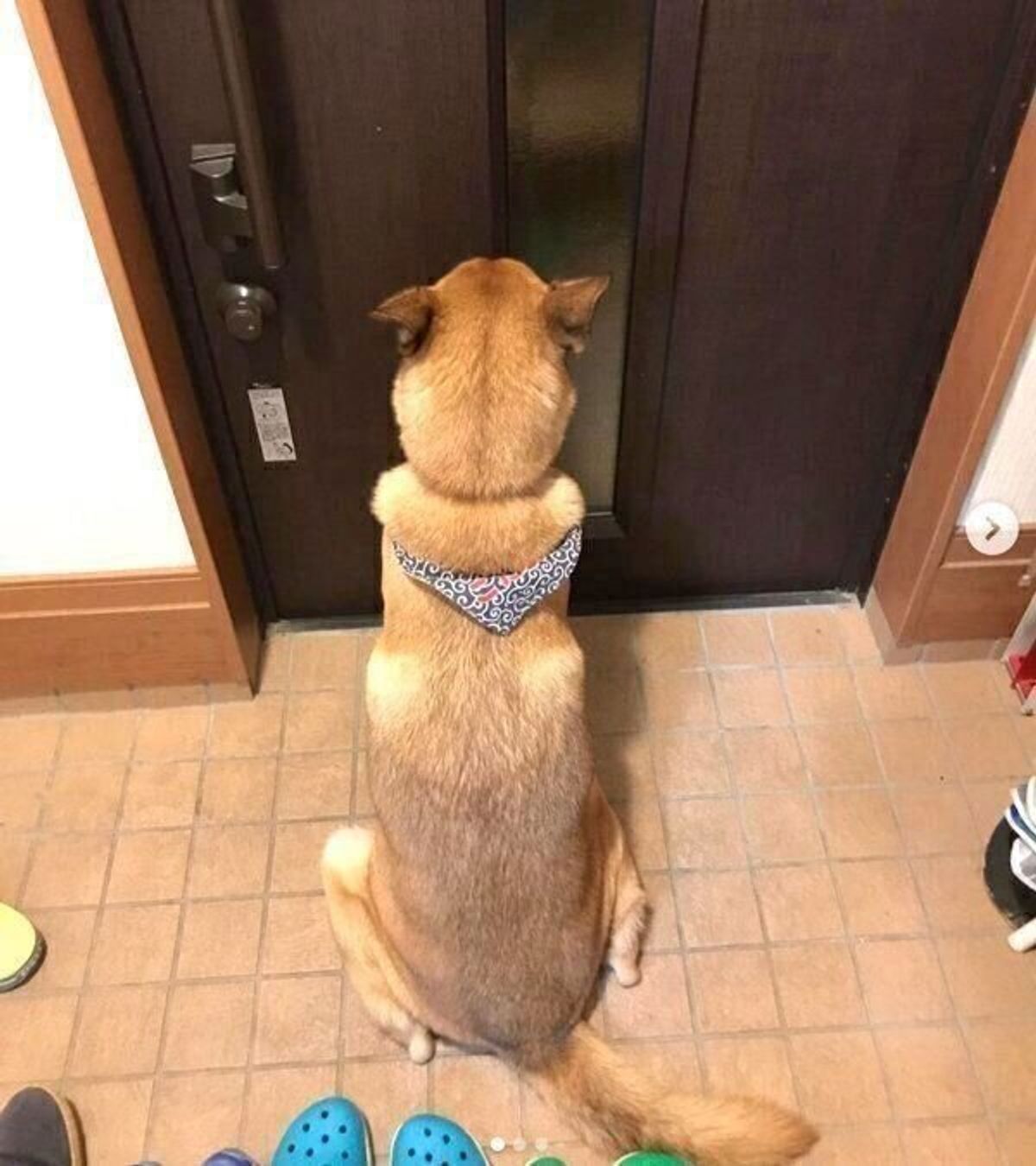 思わずキュンとする 犬が玄関で飼い主を待っているときの気持ちを獣医師が解説 いぬのきもちweb Magazine 思わずキュンとする 犬が玄関で飼い主を待っているときの気持ちを獣医師が解説 いぬのきもちweb Magazine