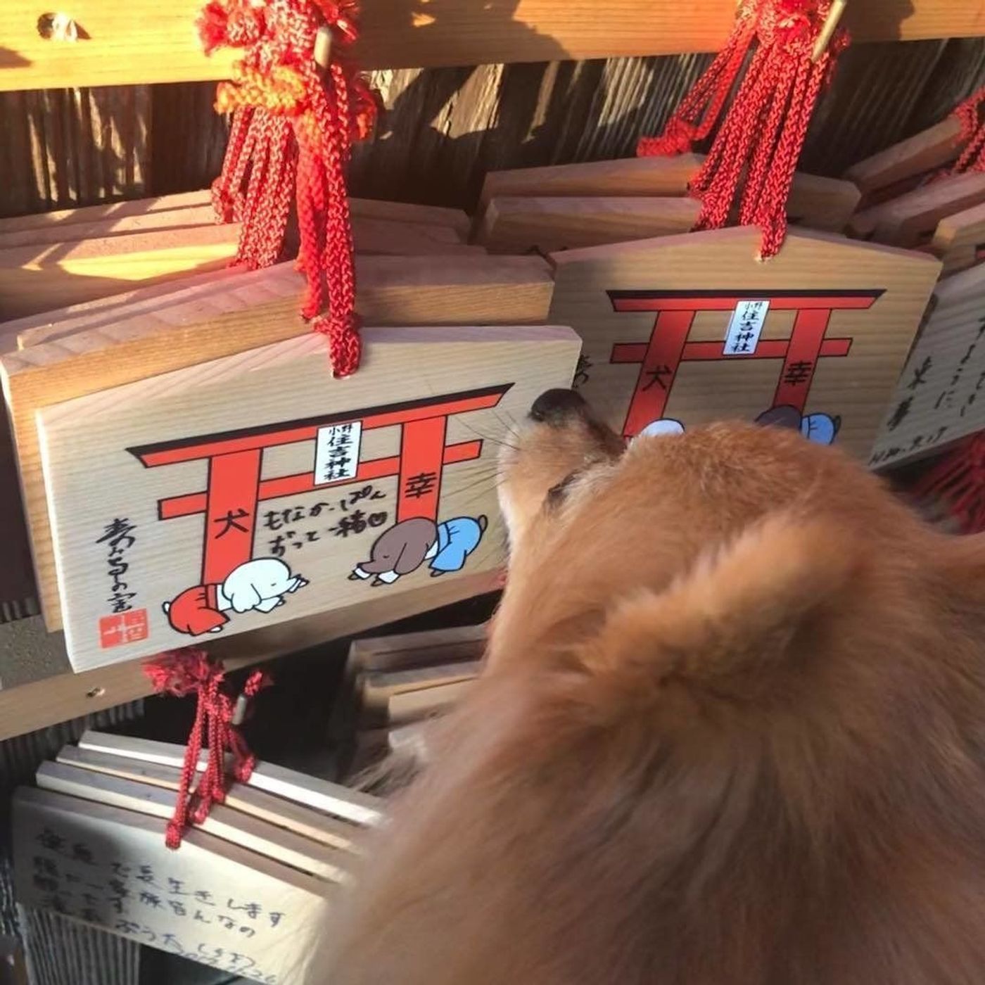 関西 ペットの健康を祈願 愛犬と一緒に参拝ができる神社3選 いぬのきもちweb Magazine 関西 ペットの健康を祈願 愛犬と一緒に参拝ができる神社3選 いぬのきもちweb Magazine