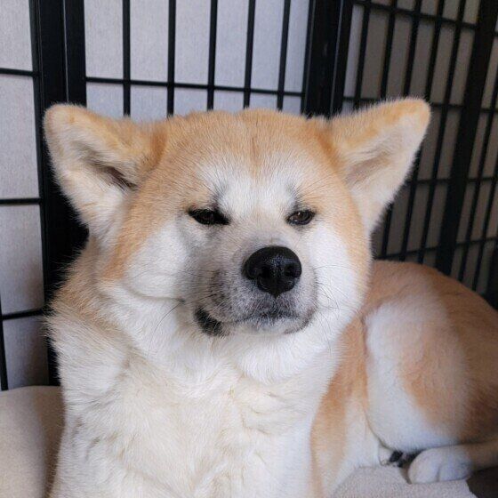 眠そうな顔の秋田犬