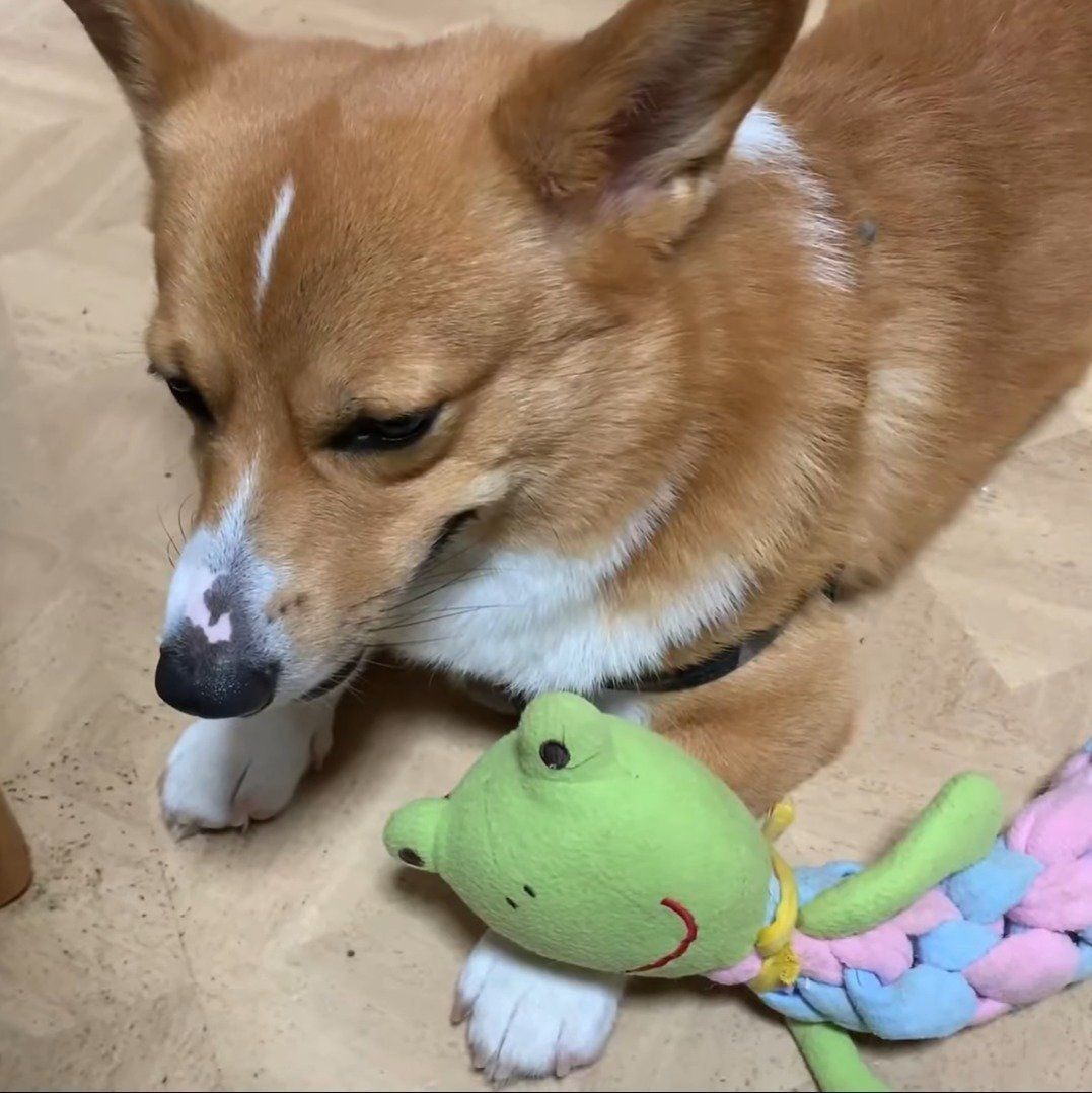 腕枕をするコナン君