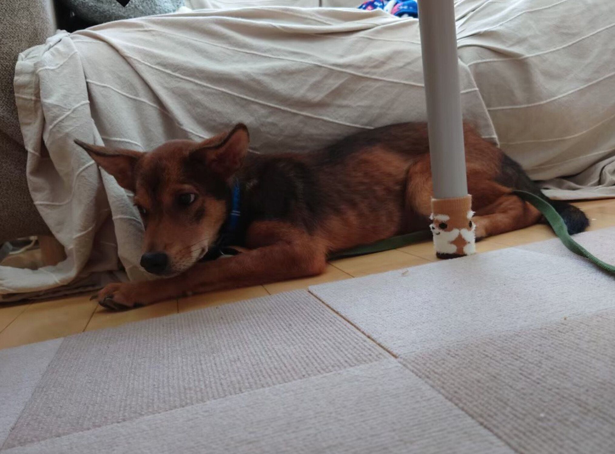 クレートから出られるようになった小次郎くん