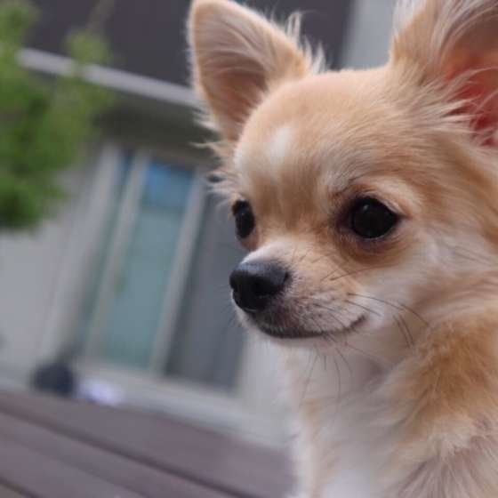 甘え上手 人好きな犬種ランキングベスト3 いぬのきもちweb Magazine