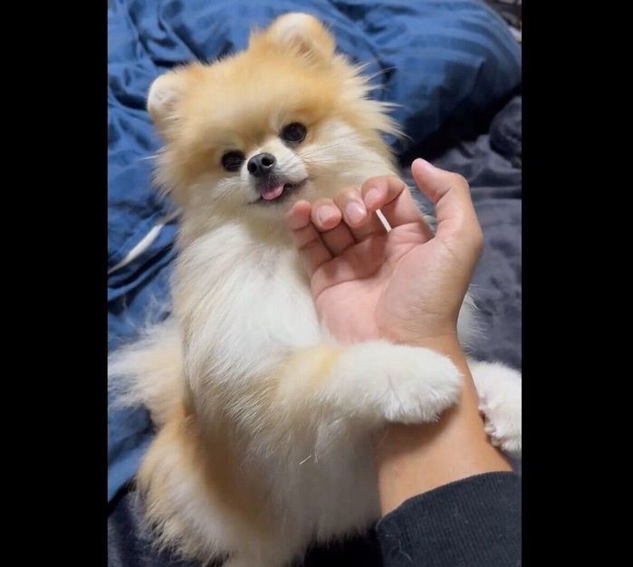 飼い主さんの腕をギュッと掴むレオくん