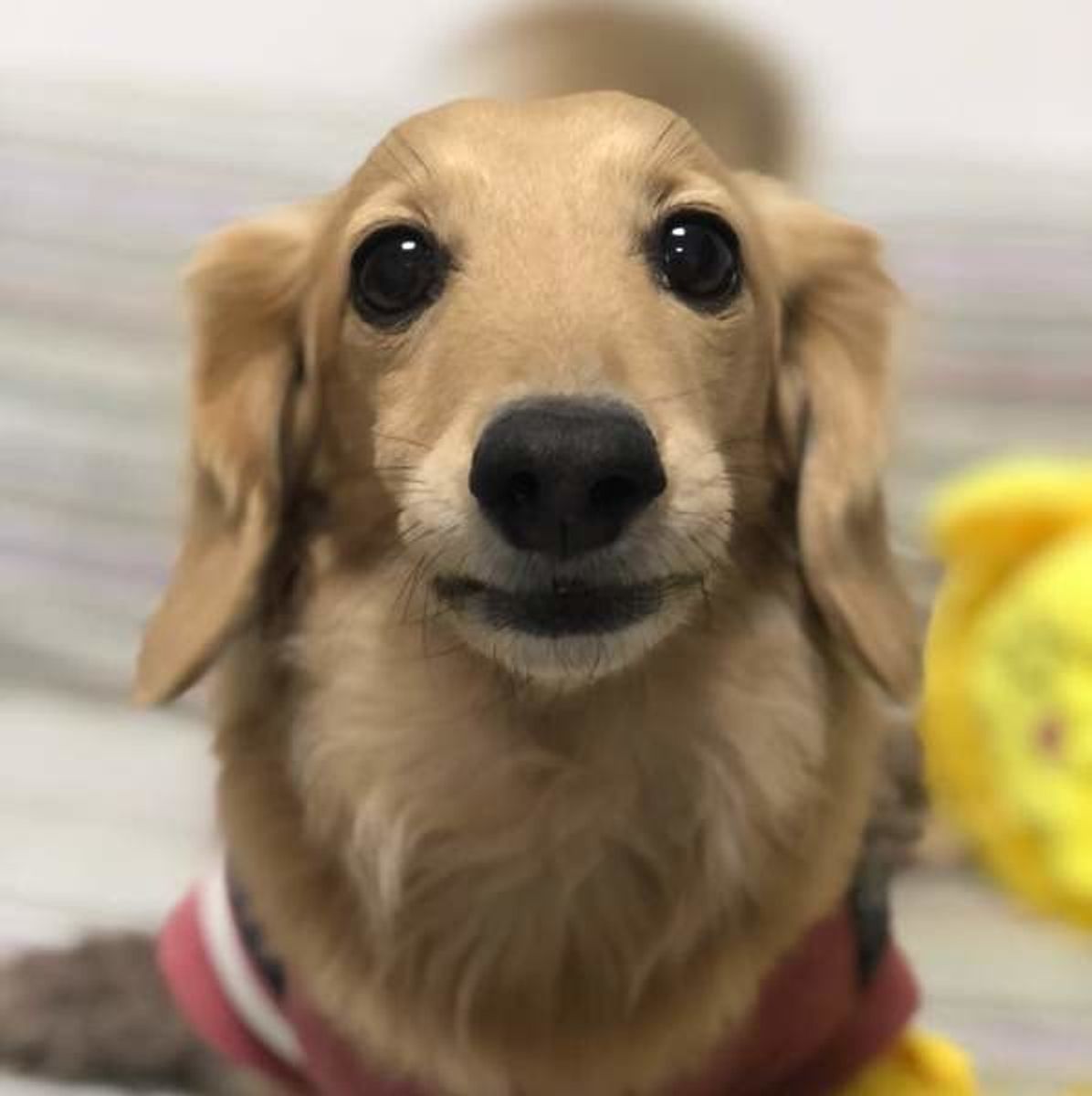 愛犬はなぜ唸るのか 4つのシーン別 愛犬が飼い主さんに伝えたいこと いぬのきもちweb Magazine 愛犬はなぜ唸るのか 4つのシーン別 愛犬が飼い主さんに伝えたいこと いぬのきもちweb Magazine