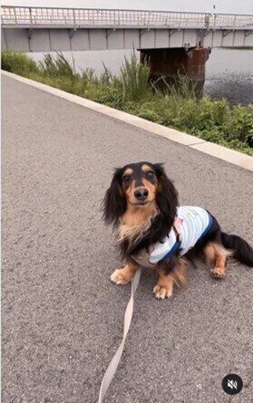 ミニチュア・ダックスフンドのチョコちゃん