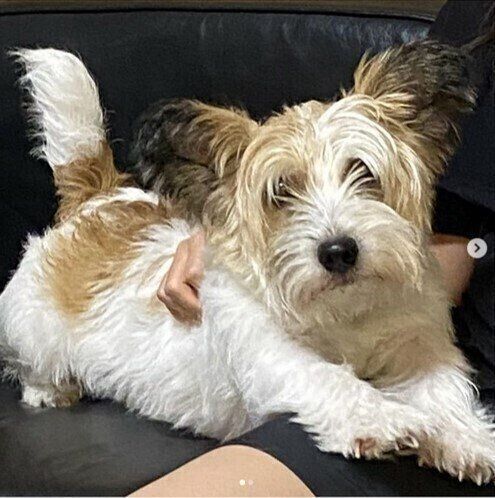 フサフサしたジャック・ラッセル・テリア