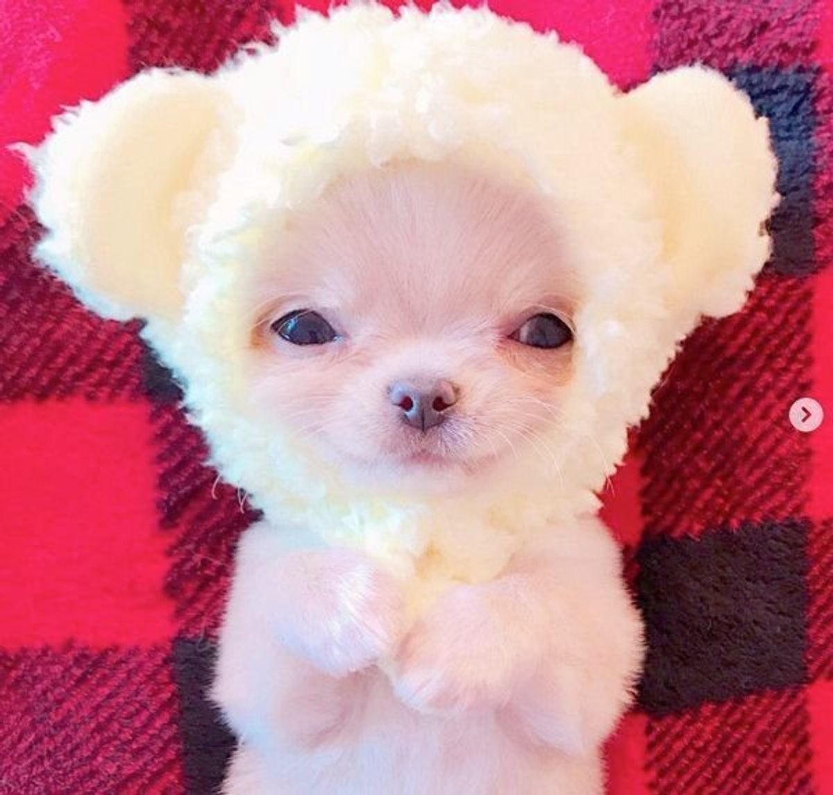 かわいすぎて罪 天使のような寝姿のチワワちゃんが大反響 いぬのきもちweb Magazine かわいすぎて罪 天使のような寝姿のチワワちゃんが大反響 いぬのきもちweb Magazine