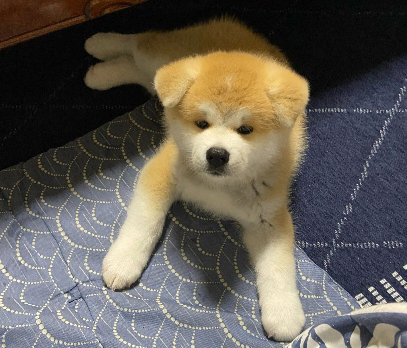 生後2カ月のころのむう太くん