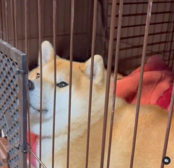 散歩待ちの福丸くん