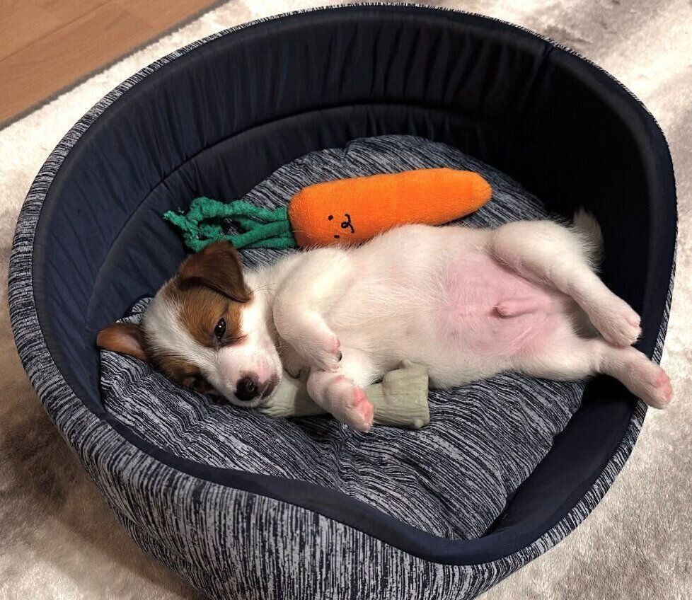 ヘソ天するとろろくん