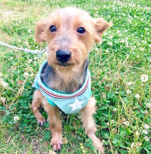 元保護犬・サブレくん