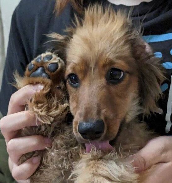 舌を出すおこげくん