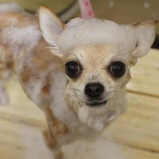 はじめてのシャンプー