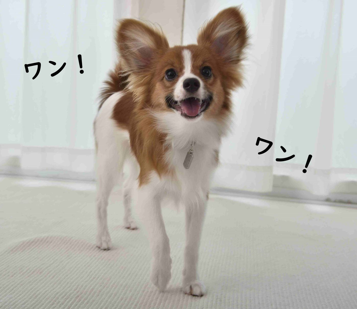 むしろ犬の吠えグセが強まる やりすぎなngお世話3選 いぬのきもちweb Magazine むしろ犬の吠えグセが強まる やりすぎなngお世話3選 いぬのきもちweb Magazine