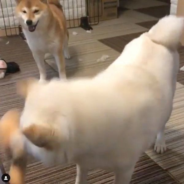 お肉のおもちゃで遊ぶ柴犬