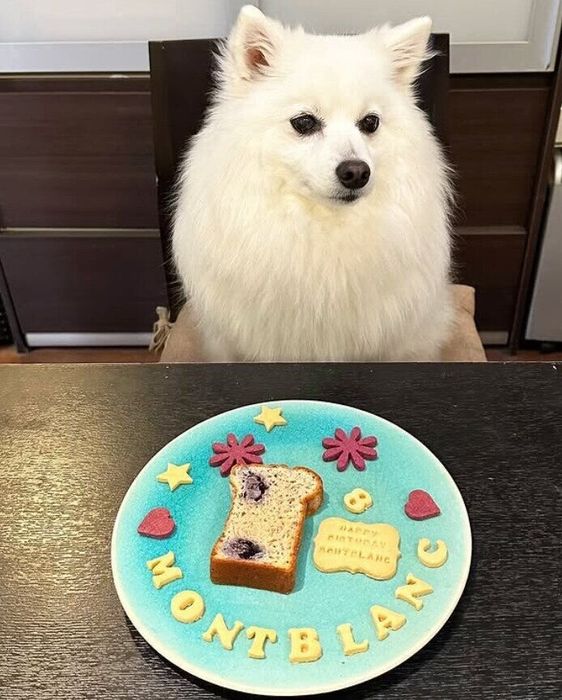 お誕生日祝いのプレートを前にする日本スピッツ
