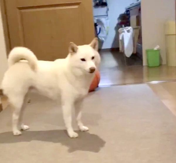 遊んでくれないチョビちゃん