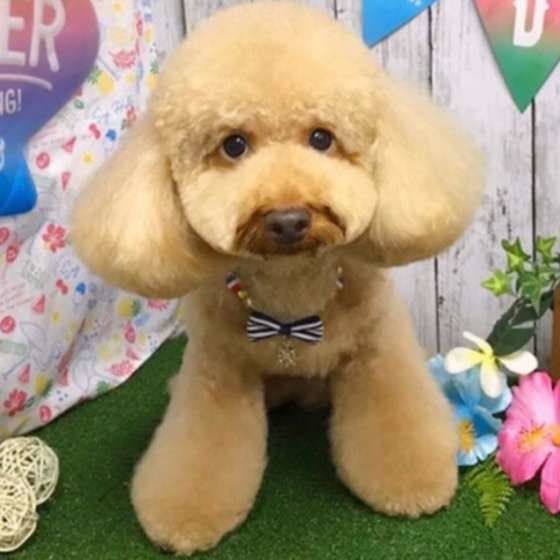 トリミング後でふわふわ♪