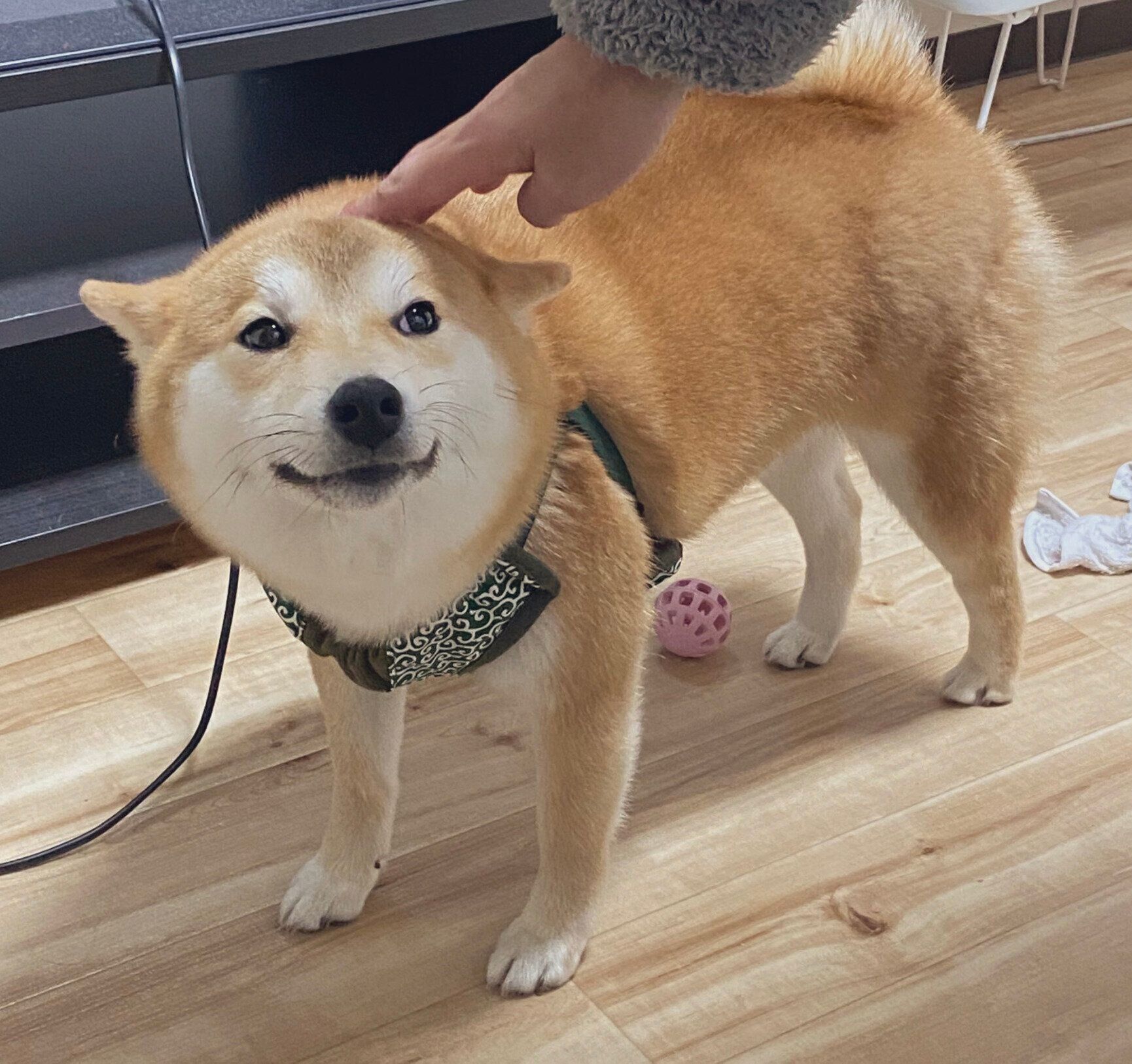 なでてほしそうな顔をするコタくん