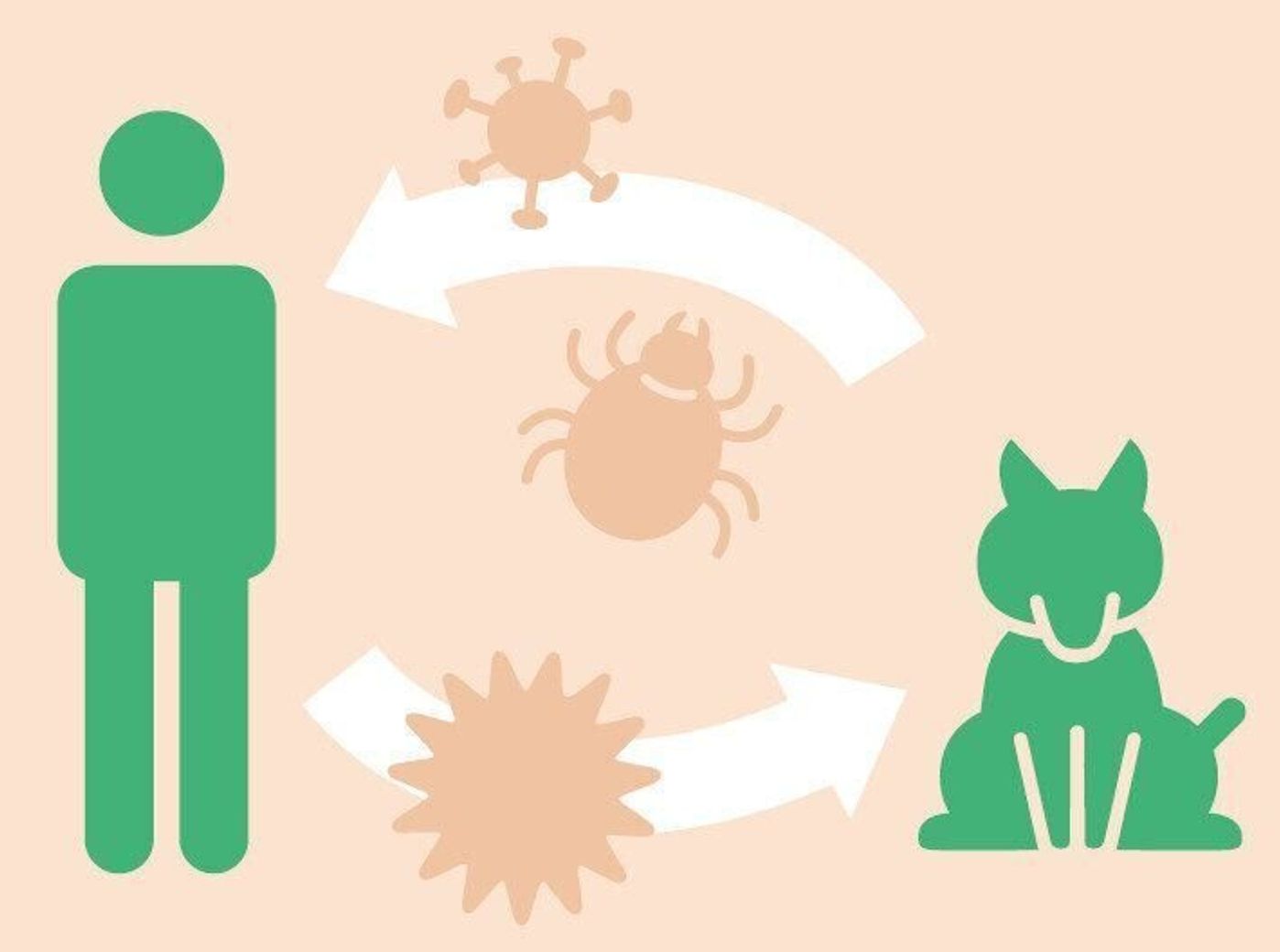 犬から人に感染する 命に関わることもある ズーノーシス とは いぬのきもちweb Magazine 犬から人に感染する 命に関わることもある ズーノーシス とは いぬのきもちweb Magazine