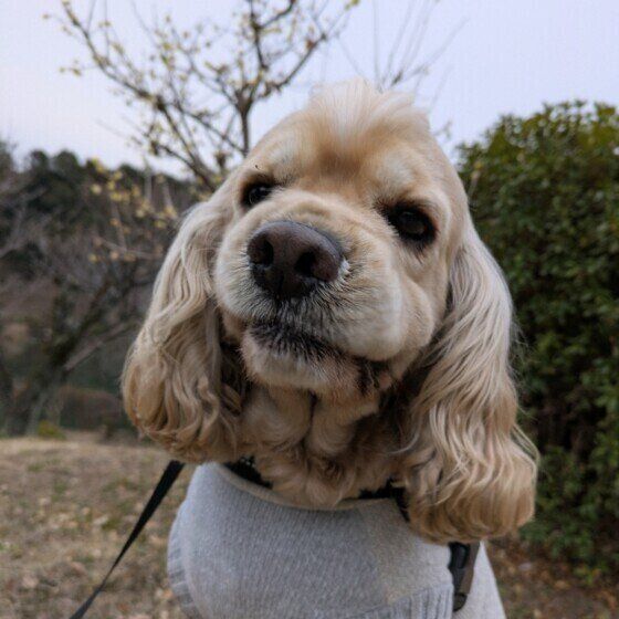 犬に多いリンパ腫とはどんな病気？ 症状と早期発見のポイントとは いぬのきもち