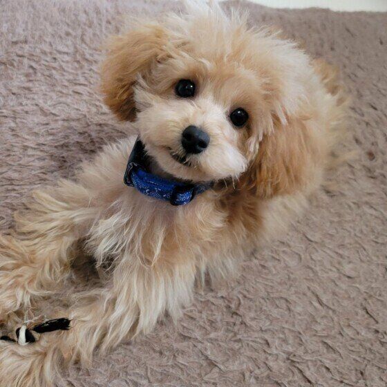 子犬を暑さから守ろう！はじめての夏、特に気を付けることは？  いぬのきもち