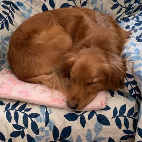 熟睡中のチビくん