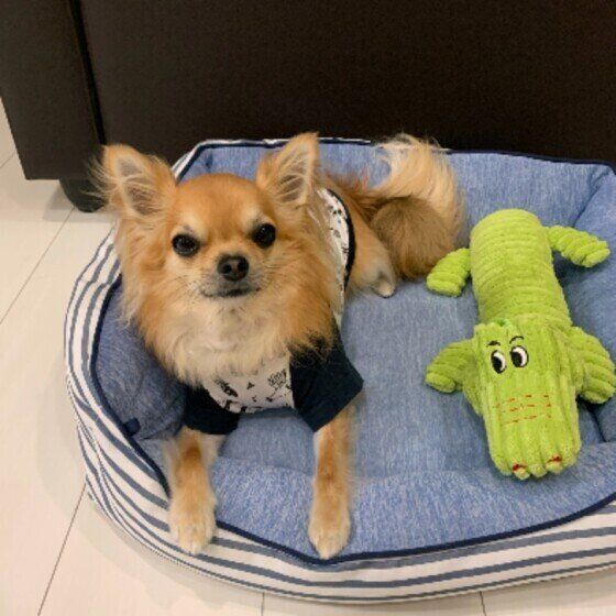 くつろぐチワワ