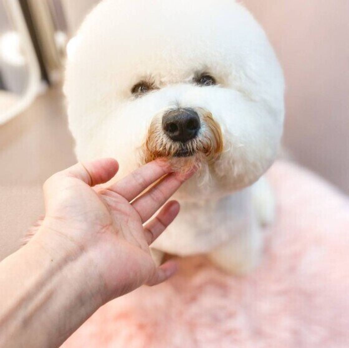 愛犬からの 愛され度 を診断 犬は飼い主をどう思ってる いぬのきもちweb Magazine 愛犬からの 愛され度 を診断 犬は飼い主をどう思ってる いぬのきもちweb Magazine