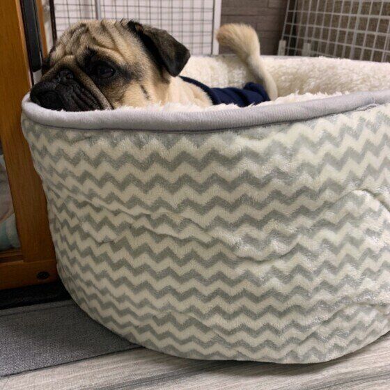 ベッドでくつろぐパグ