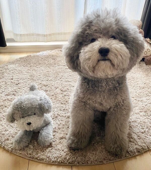 ぬいぐるみとそっくりなれあるくん