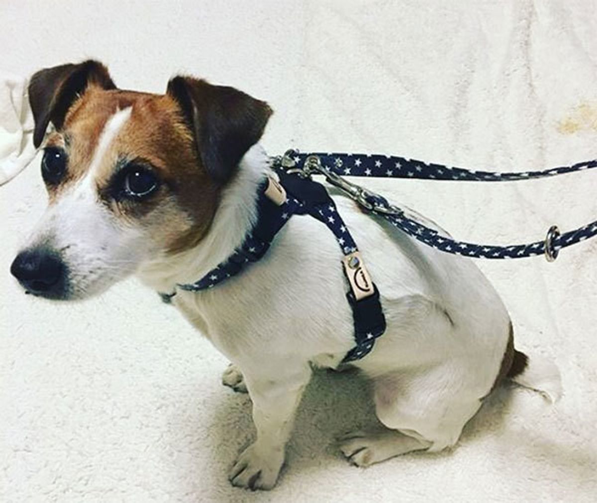 事故で亡くなるワンちゃんを減らしたいーー愛犬の死から 愛犬を守るリード開発 へ いぬのきもちweb Magazine 事故で亡くなるワンちゃんを減らしたいーー愛犬の死から 愛犬を守るリード開発 へ いぬのきもちweb Magazine