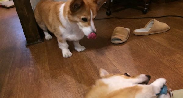 遊ぶコーギー
