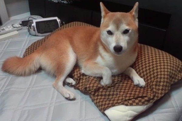 柴