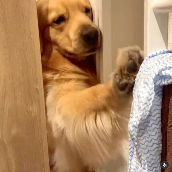 雑巾をゲットしたいモッシュくん