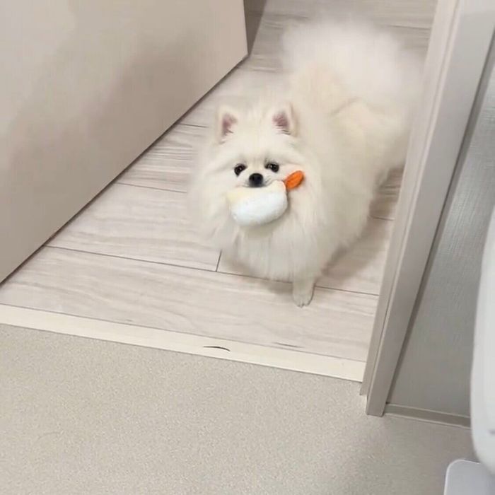 洗面所で身支度をしている飼い主さんのもとに来て、顔をじっと見つめるゆきみちゃん。