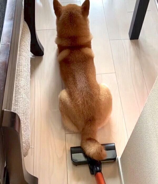 掃除機が近くにきてもまったく動じないこたろうくん
