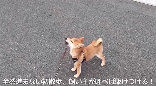 柴犬のこてつくん