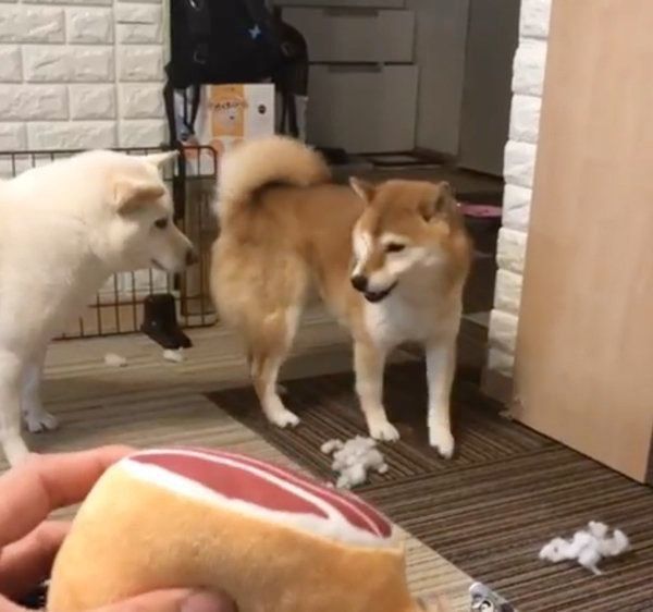 お肉のおもちゃで遊ぶ柴犬