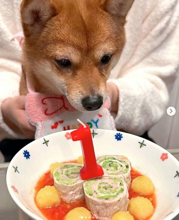 ごはんを見つめるこうめちゃん