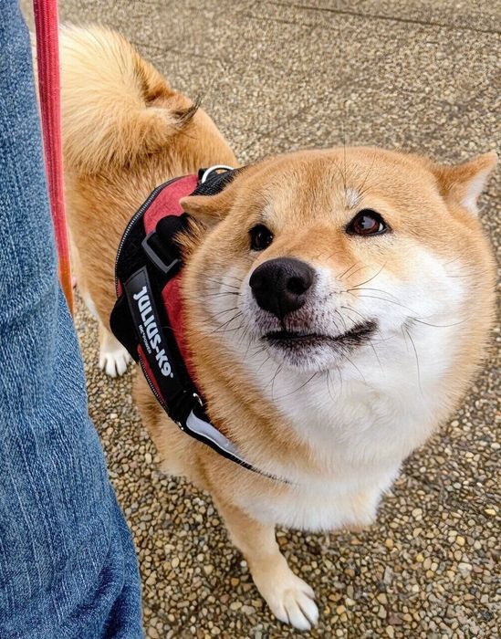 飼い主さんを見つめるオルカちゃん