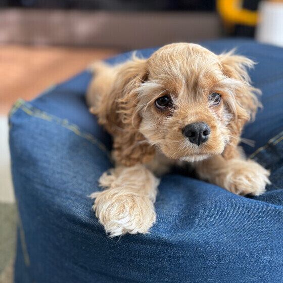 冬に多く見かける犬に危険な3つの植物 犬が中毒を起こさないためにできることは？ いぬのきもち