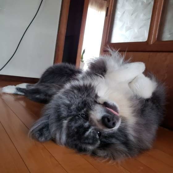 寝転がる秋田犬