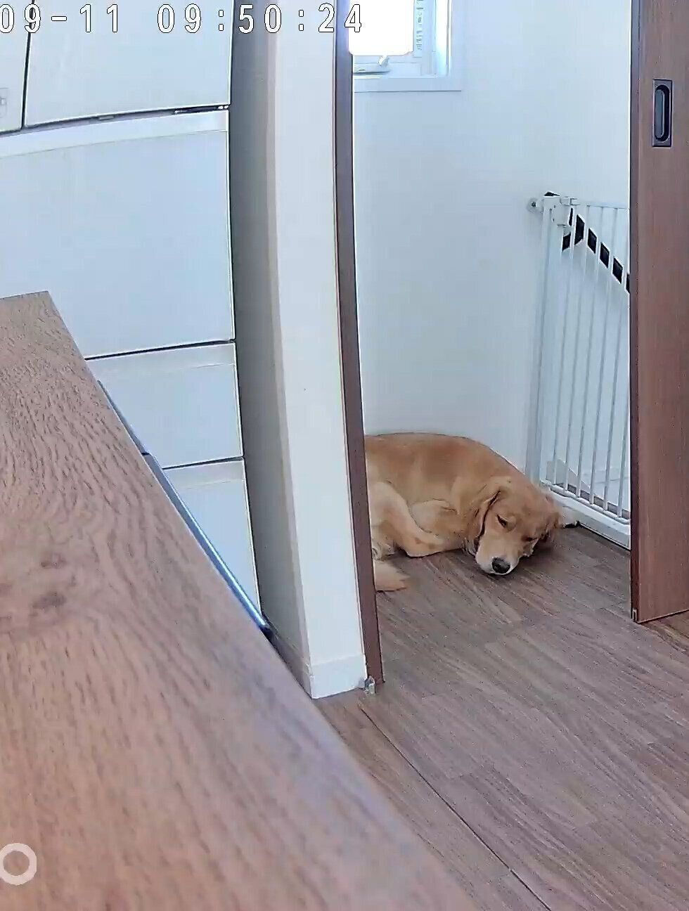 そのまま眠ってしまったナッツちゃん