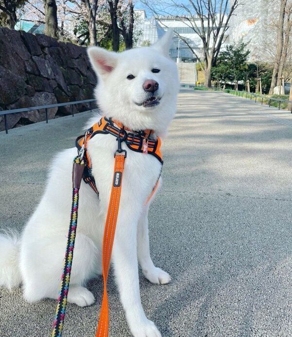 お散歩を楽しむユキちゃん