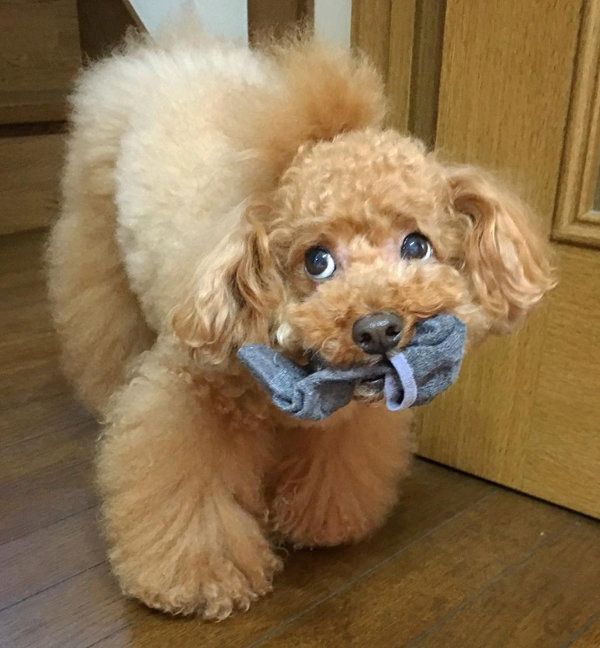 靴下を盗むトイ・プードル