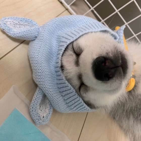 かぶりものをかぶるシベリアン・ハスキー