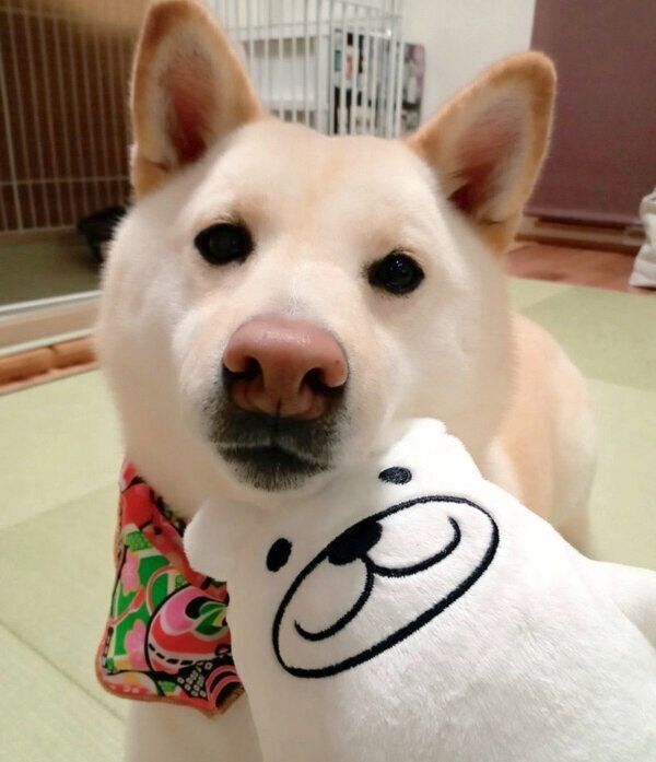 見つめるしろ子ちゃん